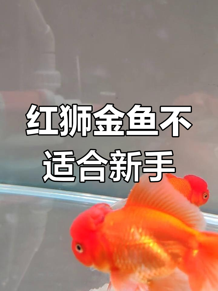 新手养鱼避坑:红狮金鱼易得白点病