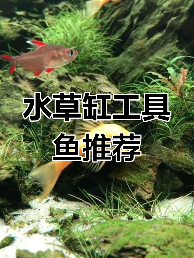 黄金大胡子:水草缸清洁利器,异形鱼中的佼佼者