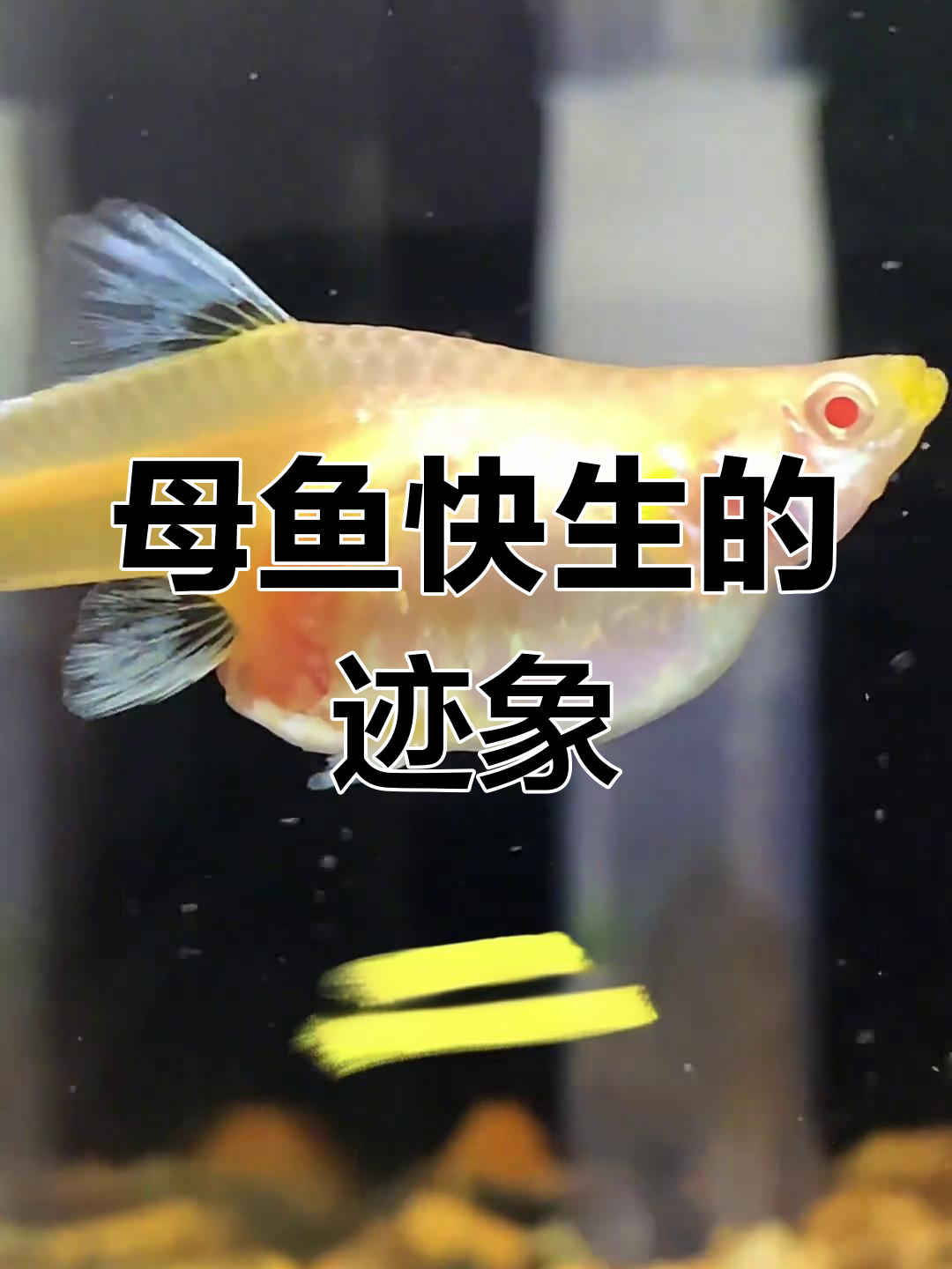 孔雀鱼繁殖前的四大信号