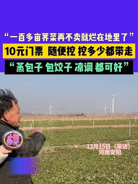 12月15日(采访),河南安阳,“一百多亩荠菜再不卖就烂在地里了”,10元门票,随便挖,挖