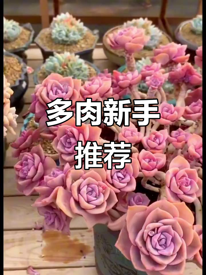 适合新手的美丽多肉，轻松养护，观赏性强