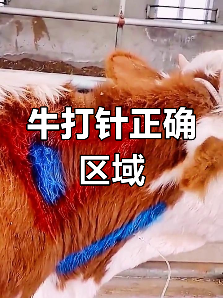 牛打针的正确位置,避免误打禁区