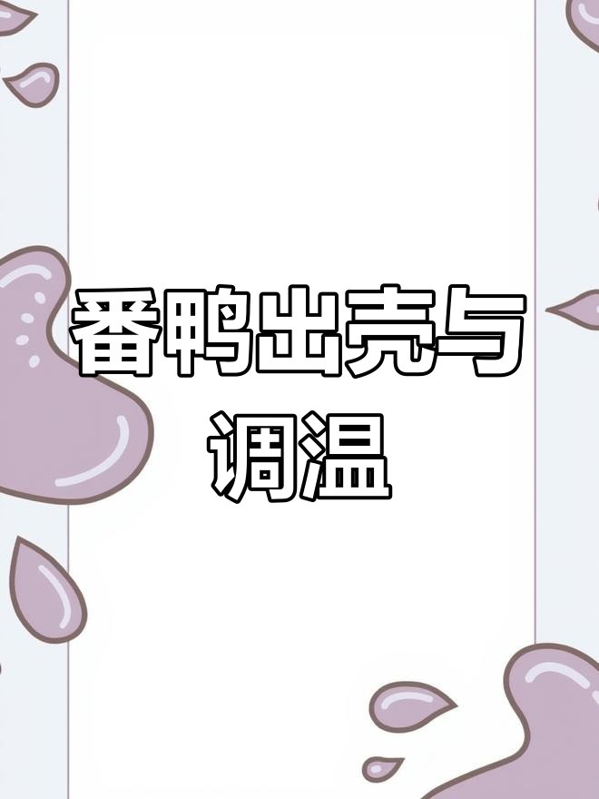 番鸭孵化35天,温度调节有讲究