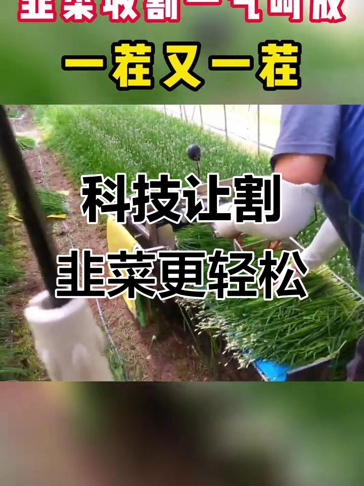 韭菜收割神器,现代农业机械助力高效种植