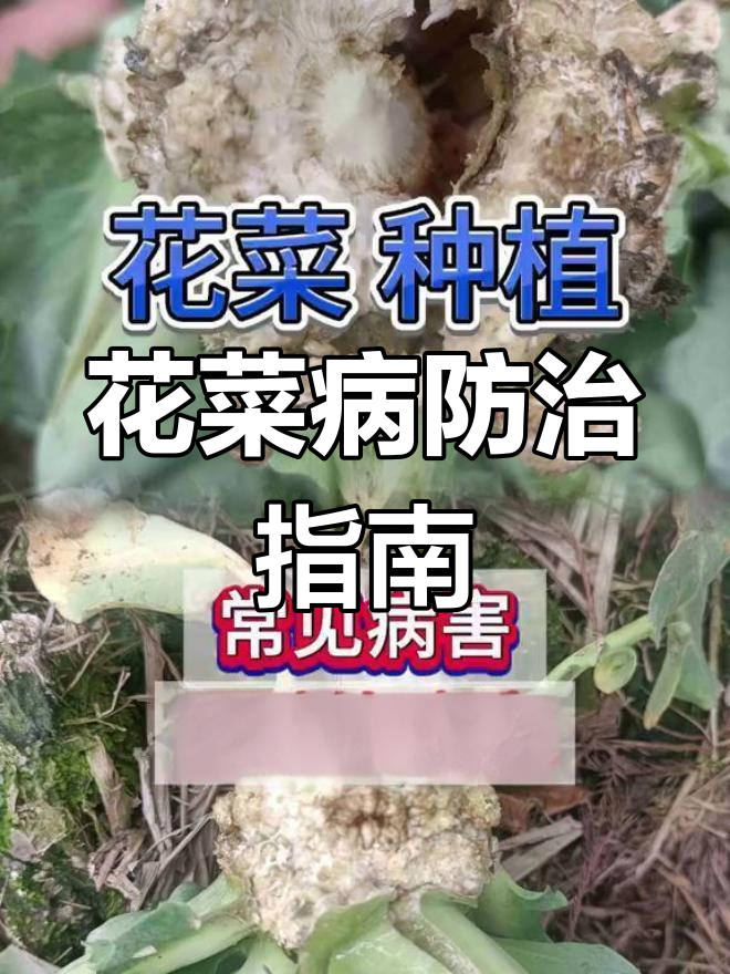 花菜常见病害及防治方法