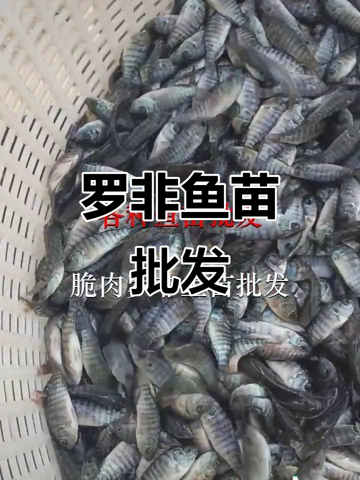 脆肉罗非鱼苗批发,汤坑市场供应充足