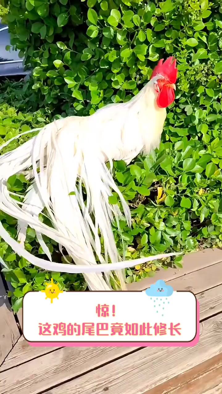 惊!这鸡的尾巴竟如此修长