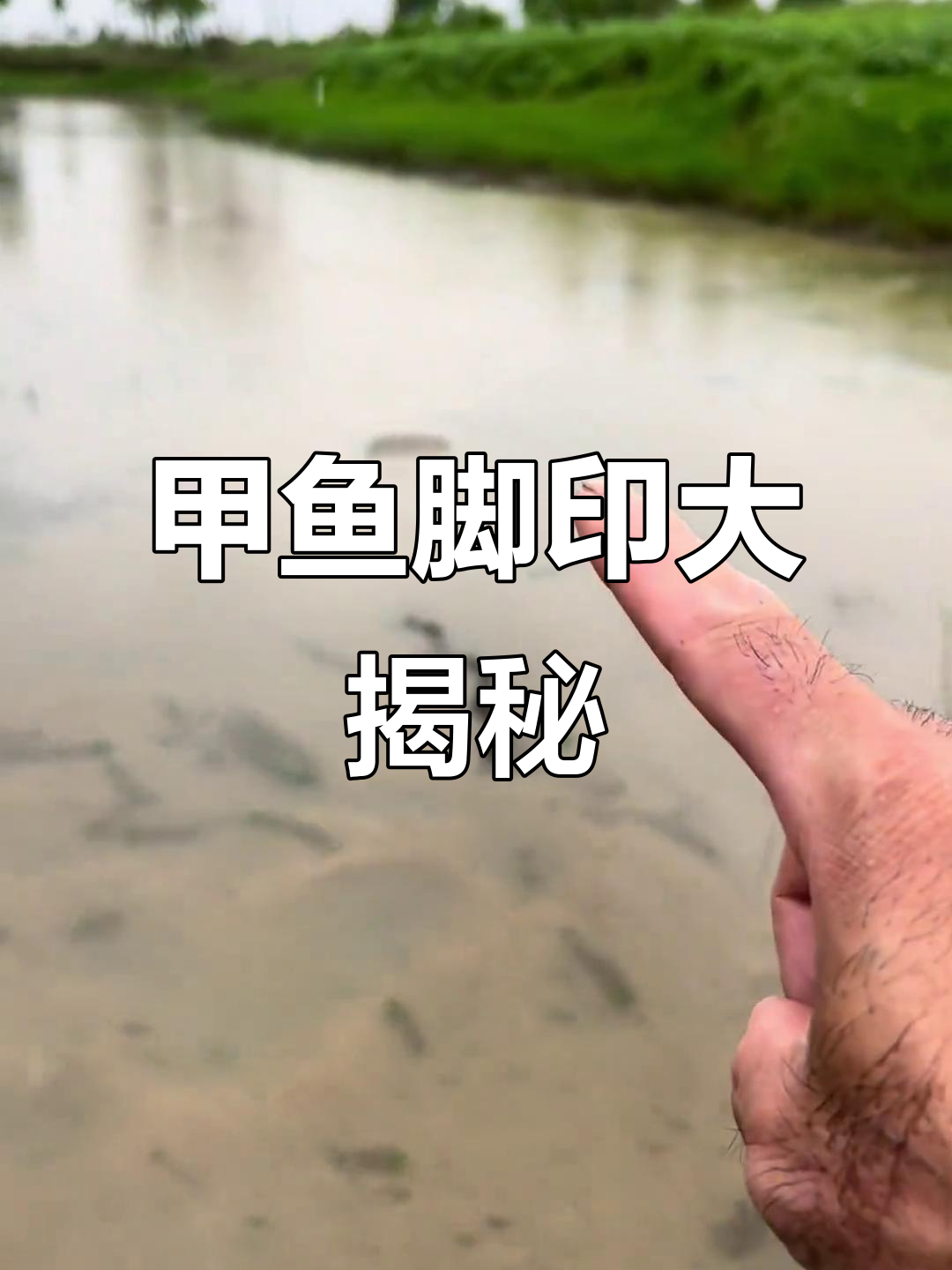 洪水中的甲鱼脚印,竟然这么大!