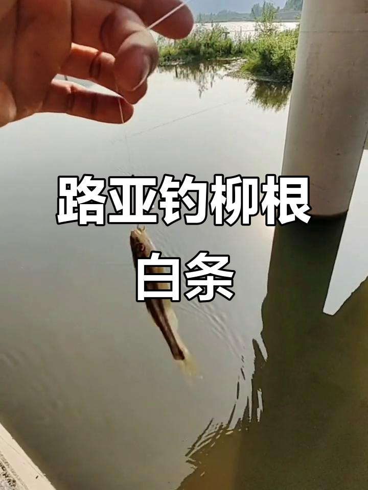 柳根白条钓法揭秘,微物路亚技巧大公开