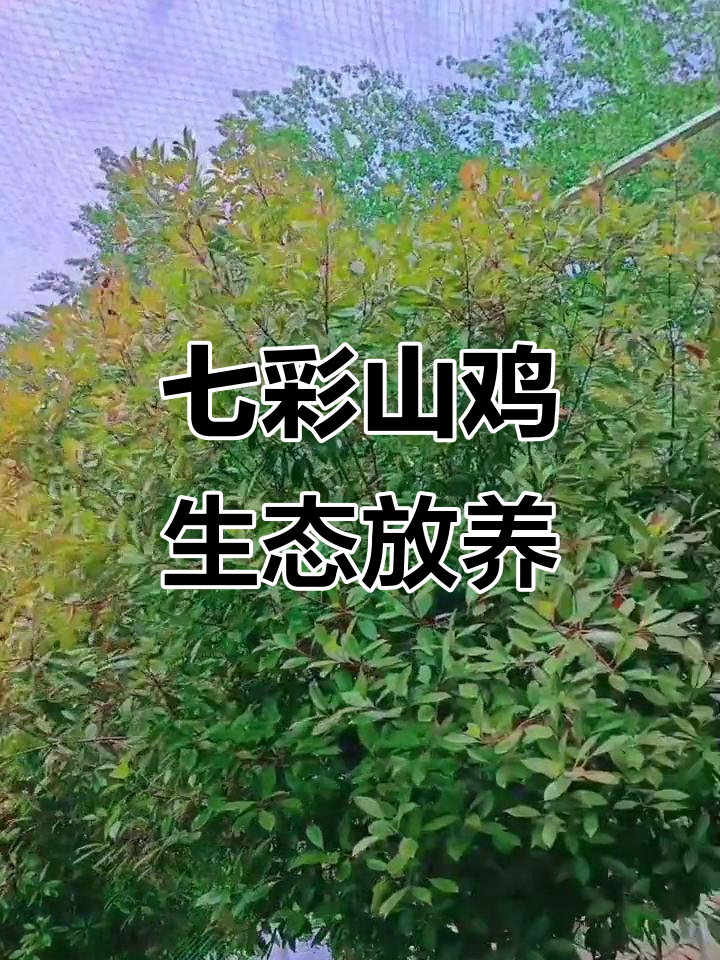 河南驻马店七彩山鸡养殖环境大揭秘，第二场地美不胜收