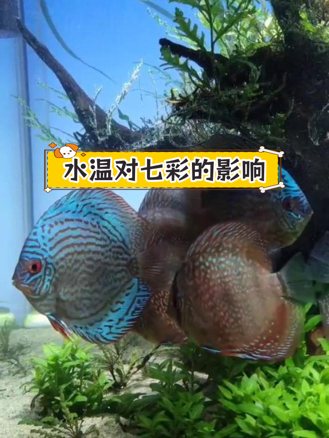 七彩神仙鱼的水温需求解析
