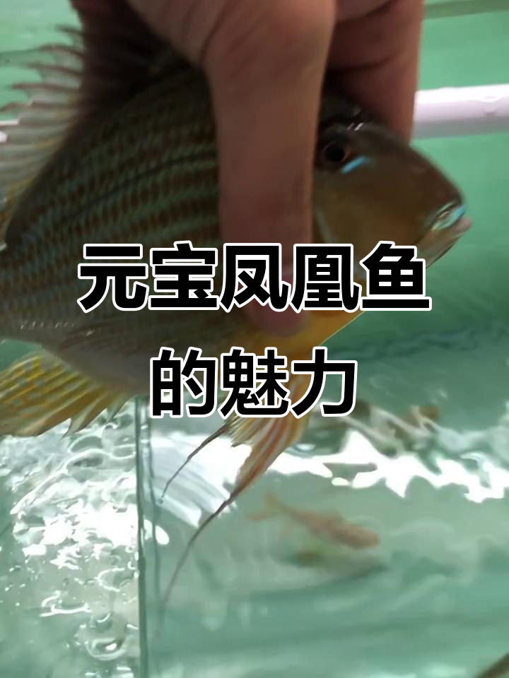 马来宁号元宝凤凰鱼:短身球形,红绿条纹自带荧光