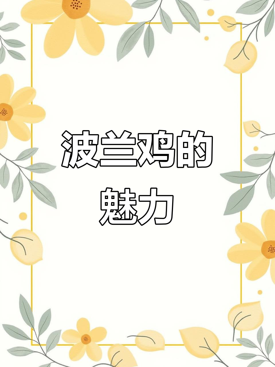 波兰鸡:美丽与温驯并存,成为世界知名凤头鸡