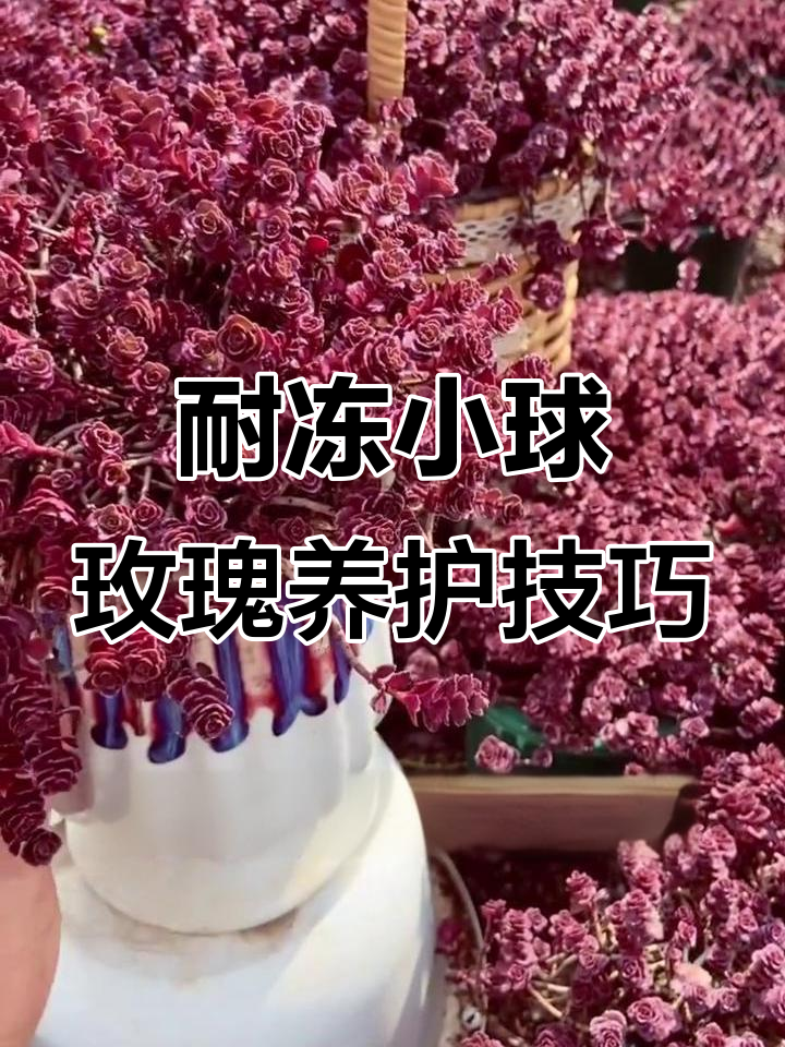 小球玫瑰多肉植物:耐冻又容易养护,叶片薄需控水