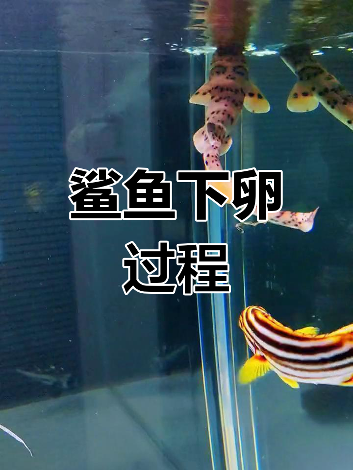 鲨鱼产卵全过程揭秘