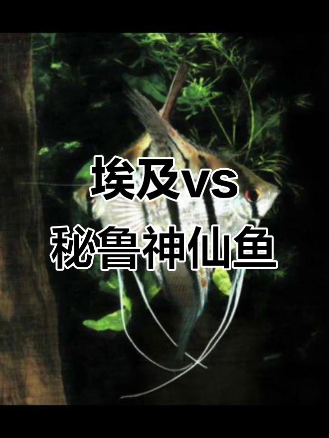 埃及神仙鱼与秘鲁神仙鱼的差异解析