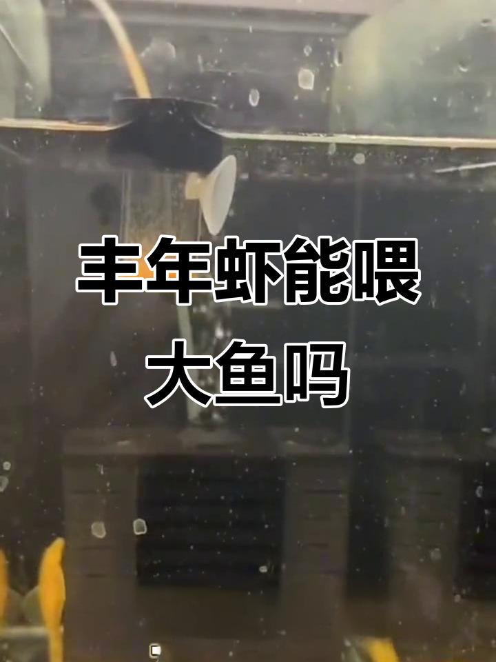小型鱼的主食选择:丰年虾适合哪些尺寸的鱼儿?