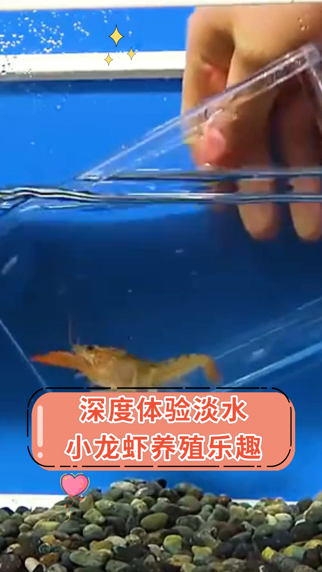 深度体验淡水小龙虾养殖乐趣