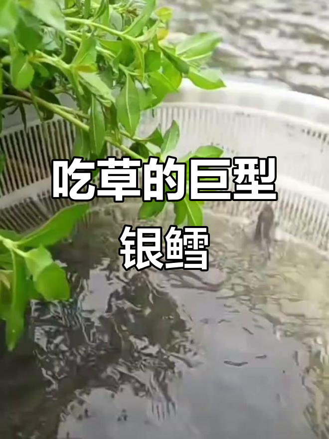 见过吃草长大的银鳕鱼吗?一米长,重达30斤!