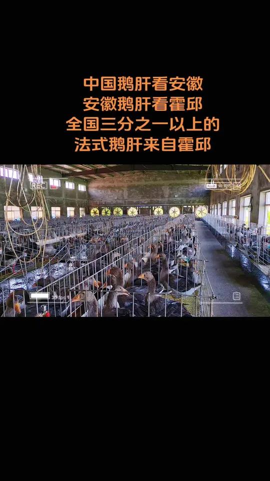 中国鹅肝看安徽,安徽鹅肝看霍邱,全国三分之一以上的法式鹅肝,都来自霍邱