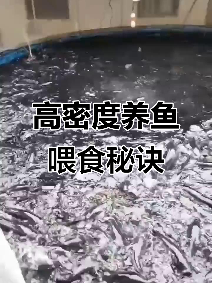 帆布鱼池养殖技巧:高密度圆筒养鱼的定时定量喂食方法