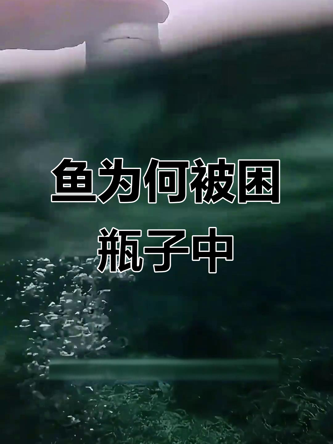 为什么鱼儿困在瓶子里无法逃脱?揭秘它们的迷宫行为