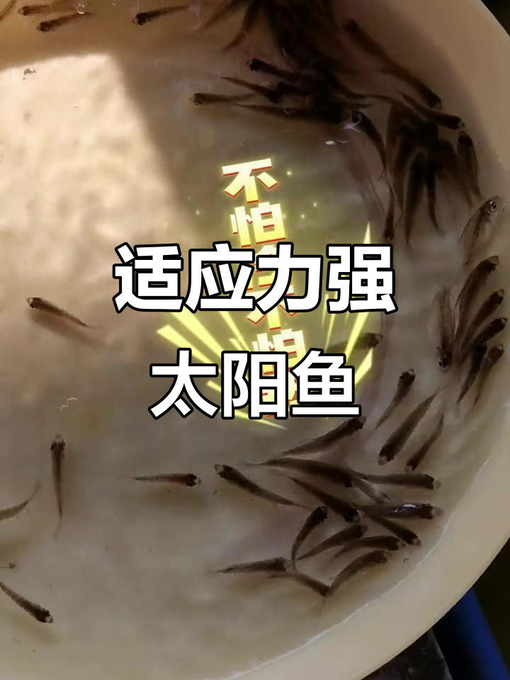 蓝腮太阳鱼，耐寒又抗热，价格1000-1500元一斤