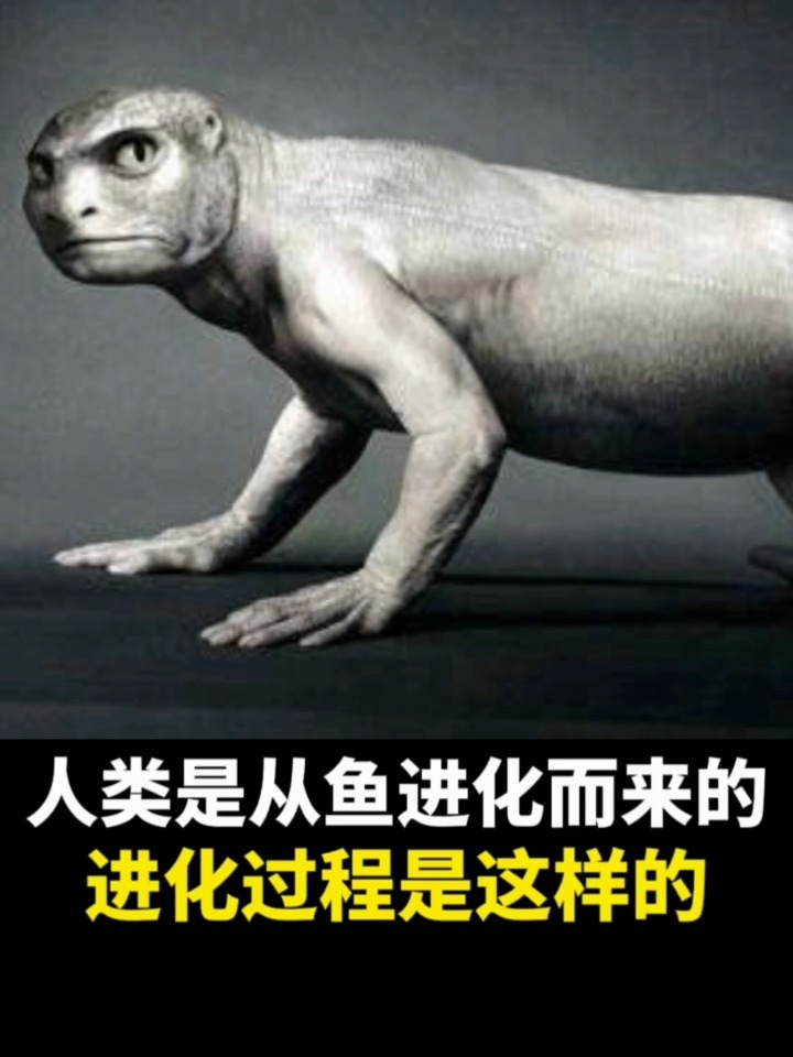 20秒看完鱼进化到人的过程