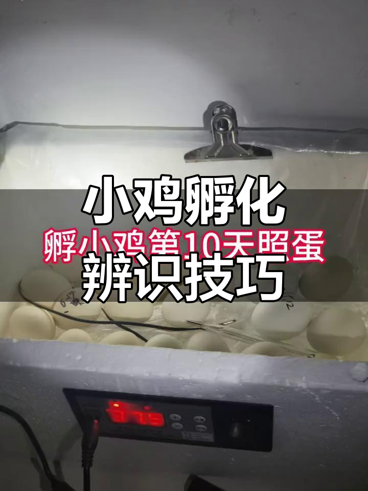 孵小鸡10天,教你如何辨别健康与淘汰的蛋