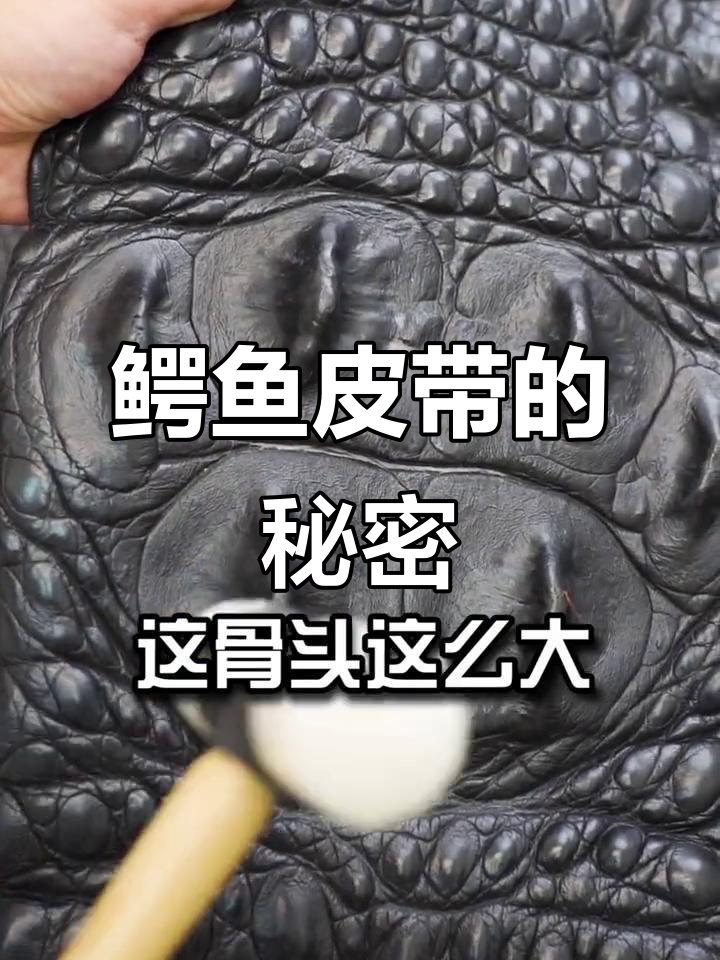 鳄鱼皮带硬得离谱,骨头竟然这么大!
