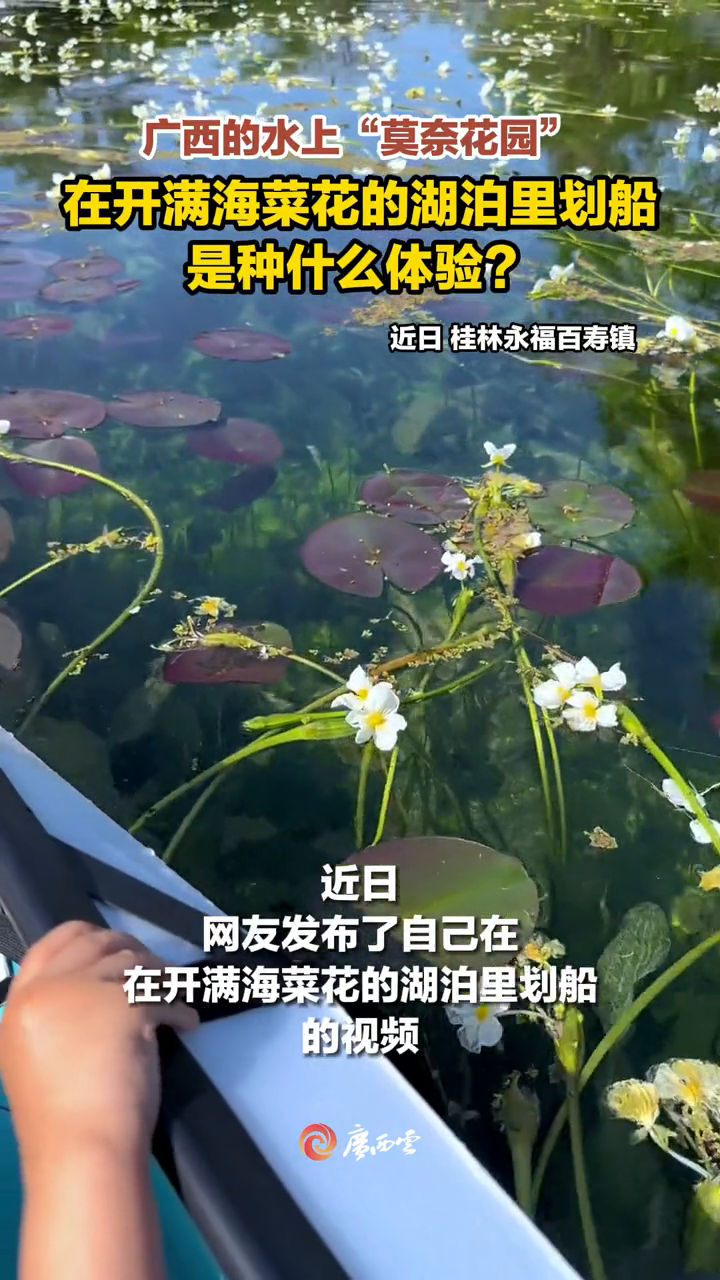 广西的海菜花,你见过吗?