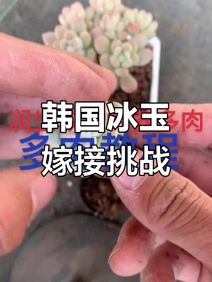 韩国奶油冰玉嫁接实验,能否成活就看这两个月了