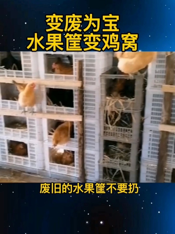 废旧水果筐不要扔,教你简单做个鸡窝