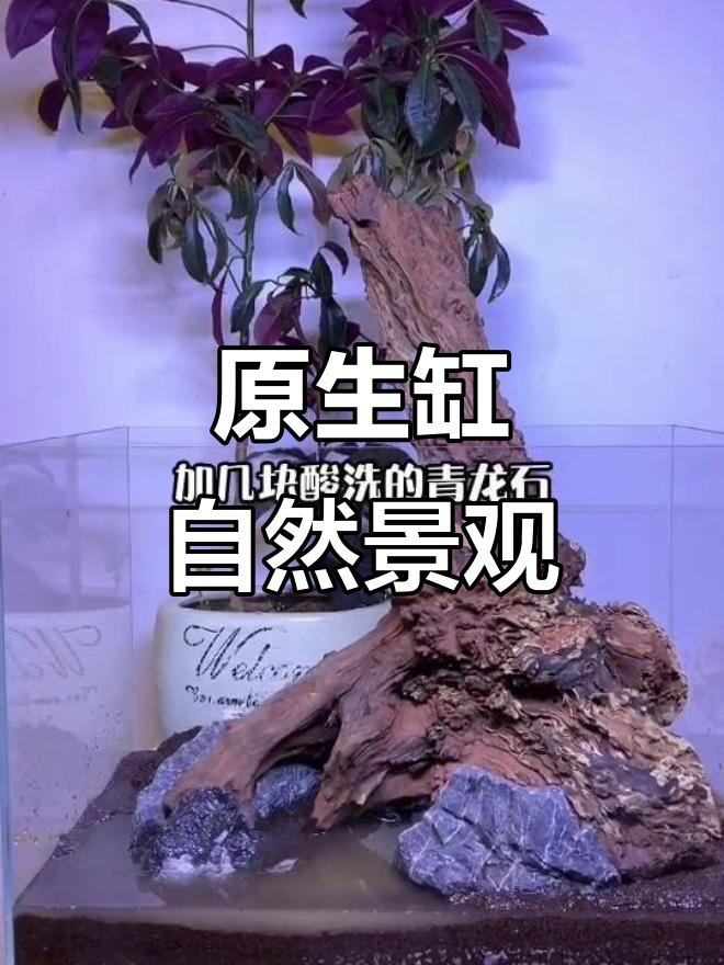 懒人原生缸造景，树桩沉木打造热带别墅