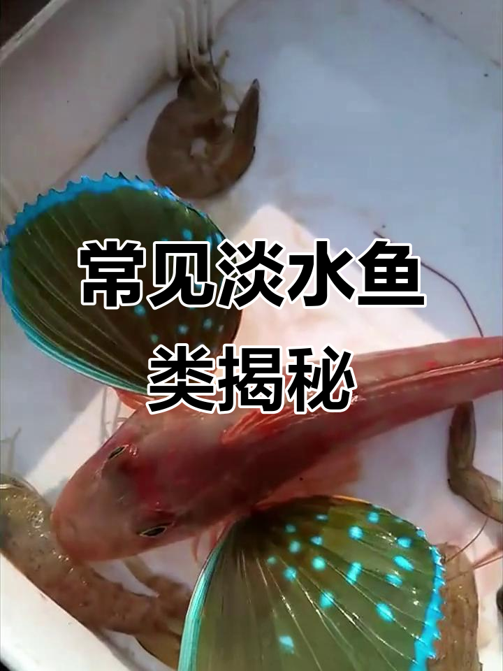 钓鱼人必知淡水鱼:从蓝皮到翻车鱼的那些事儿