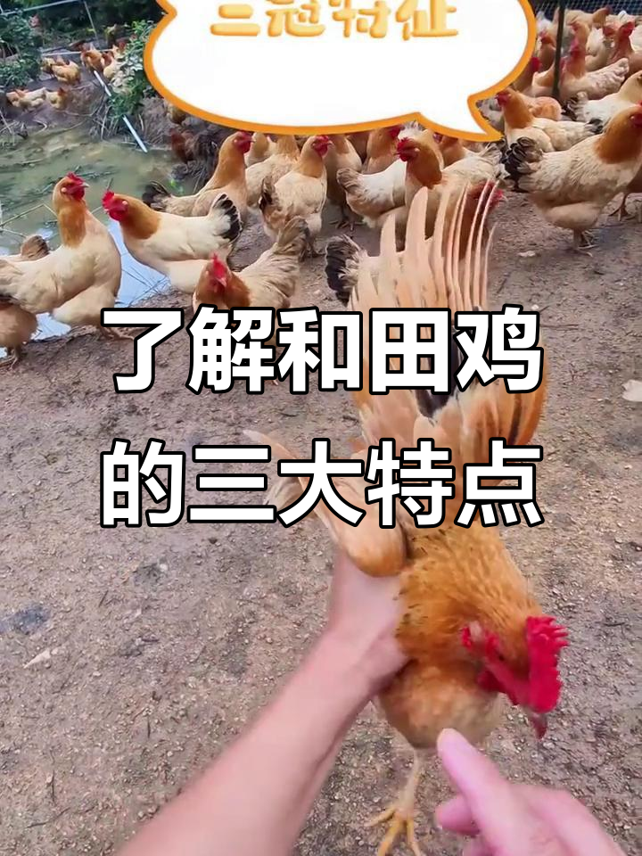 和田鸡的独特特征：三冠、三黄、三黑，肉质结实不肥腻