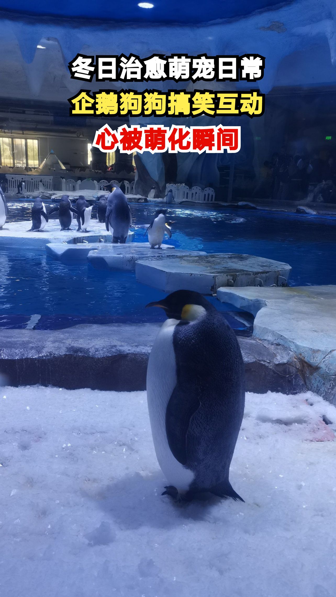 两只小企鹅吃饭秒变修罗场,眼巴巴的小眼神治愈又好笑