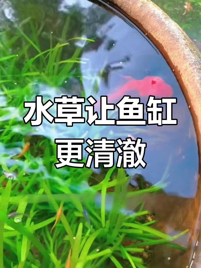 古法养金鱼,水草是关键
