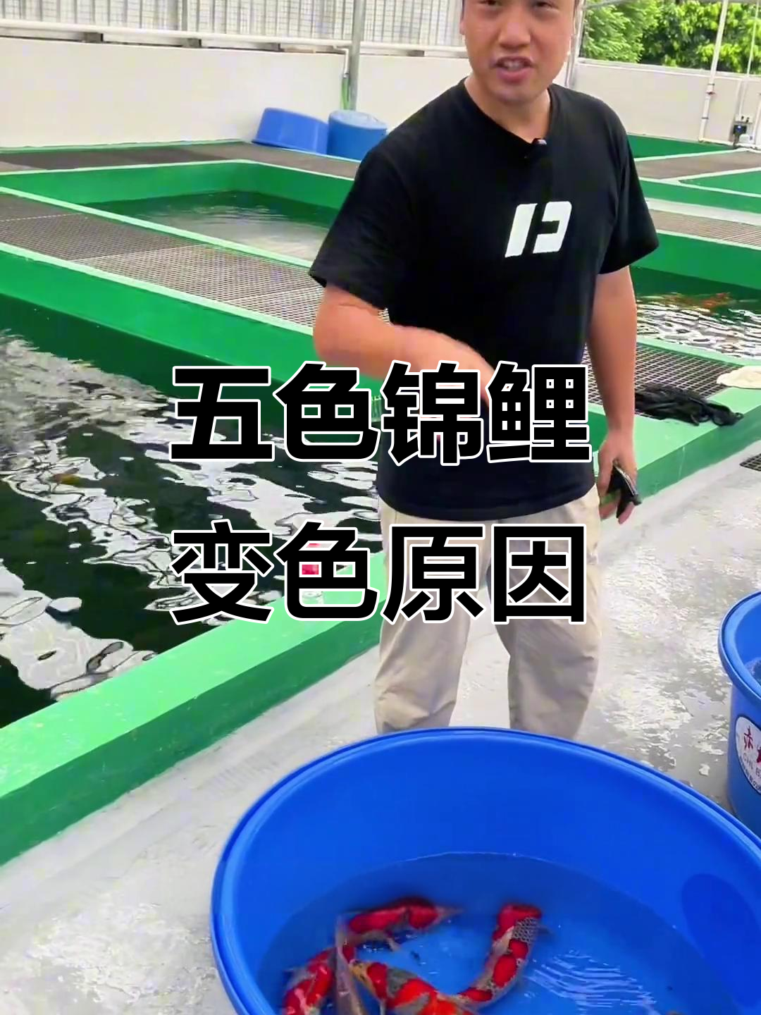 五色锦鲤颜色变化揭秘:从黑到灰,再到白的转变过程