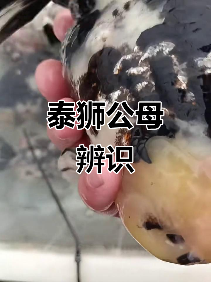 公母泰狮金鱼分辨技巧,教你如何轻松辨别