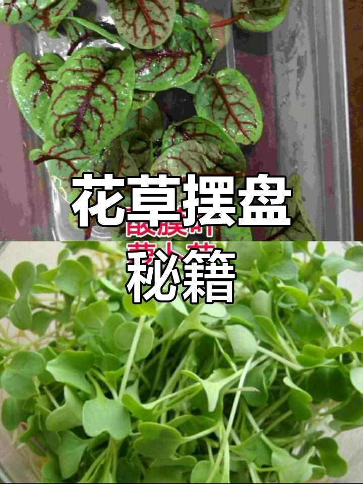 粉丝们要求的摆盘花草,意境菜必备