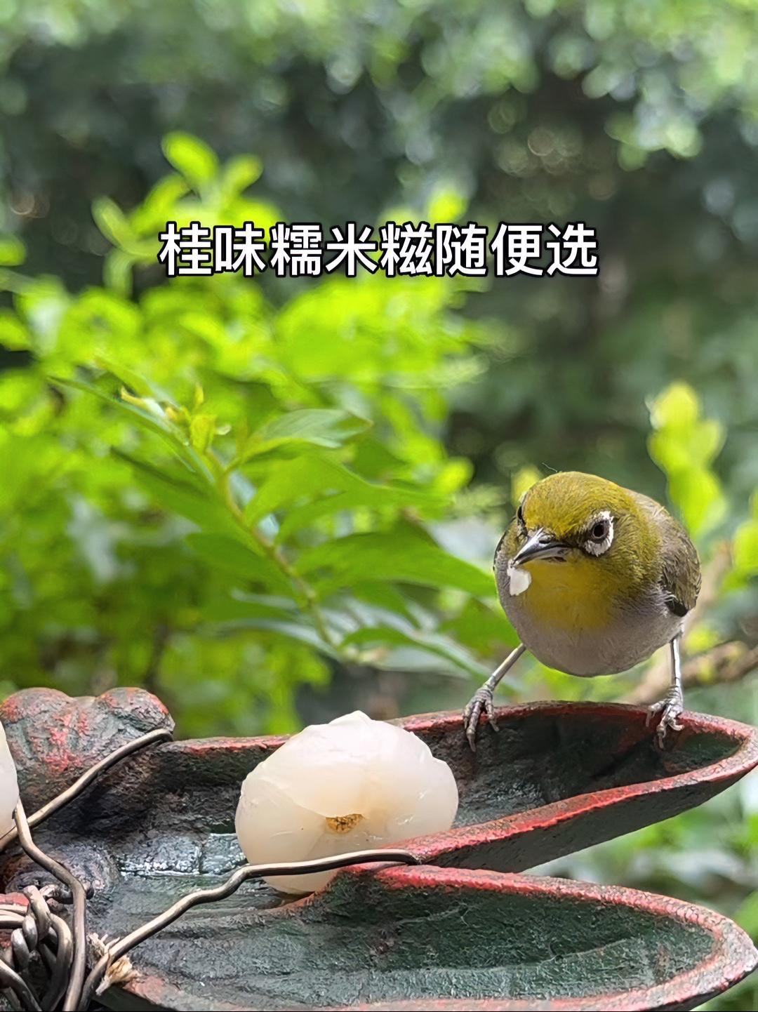 感觉它生完娃养大娃后～自由了,不再为喂哺飞来飞去,又变成一只自由开心的小鸟,阳台上的桂味糯