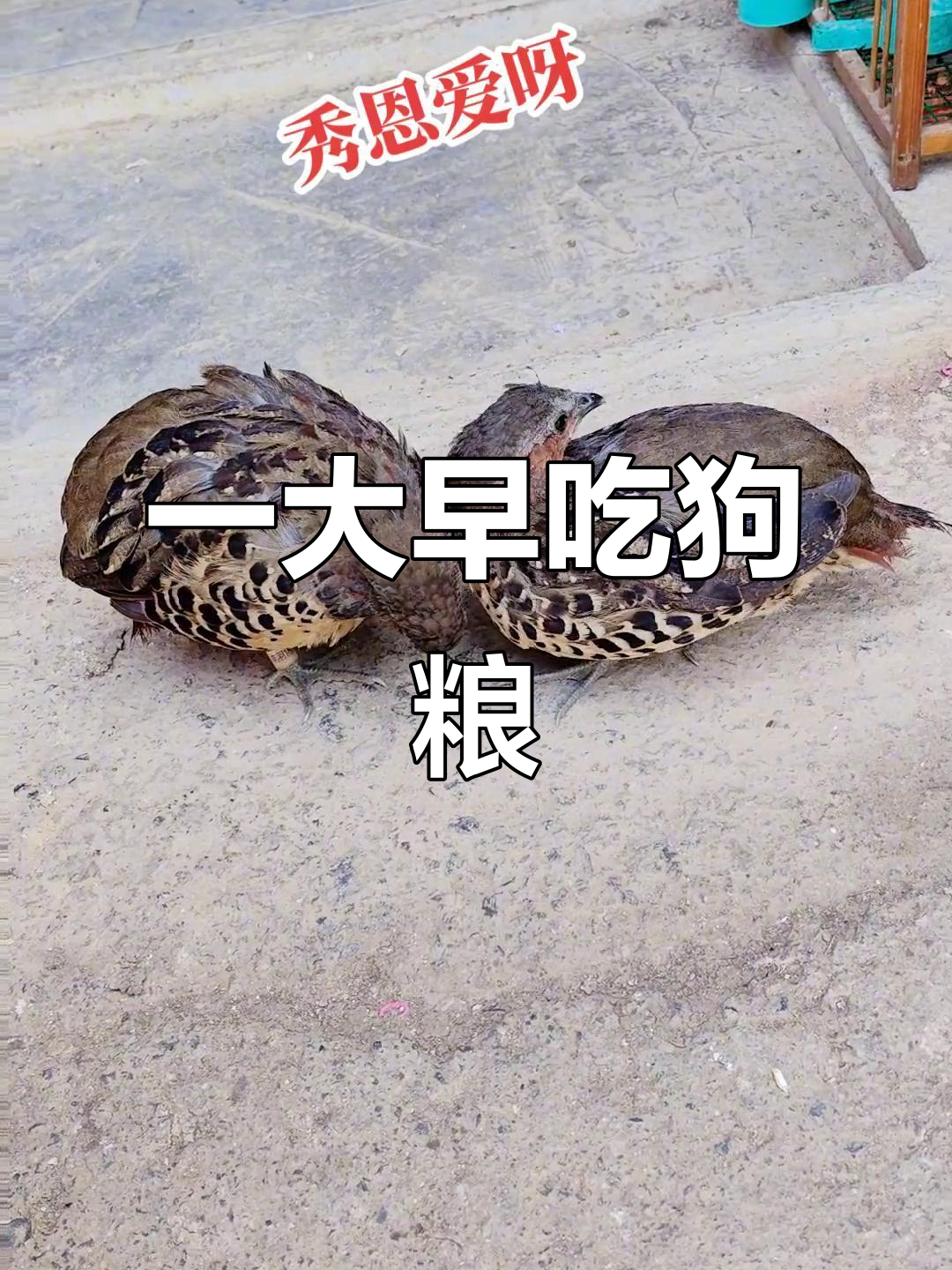 清晨的竹鸡养殖场，狗粮满满的一波