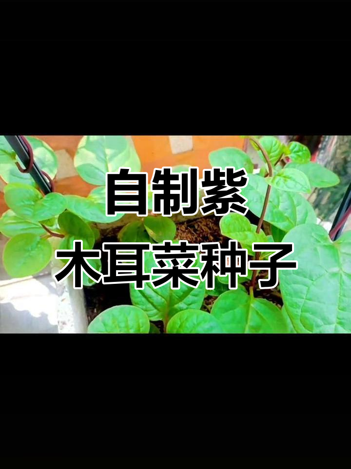 紫色木耳菜扦插成活,自留种子明年再种