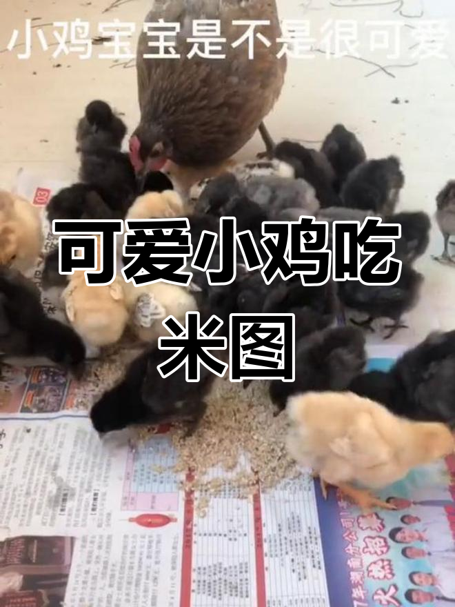 小鸡吃米萌态十足,快来看看!