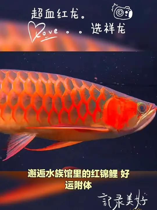祥龙鱼场40+超血红龙鱼 超血红龙鱼