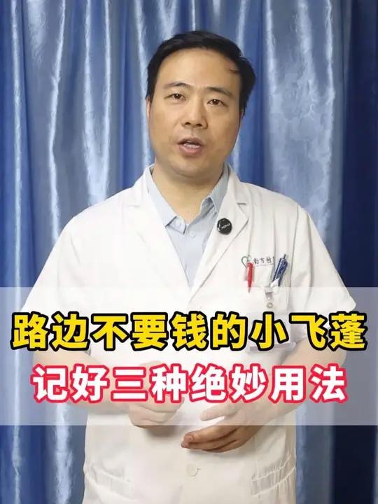 路边不要钱的小飞蓬,记好三种绝妙用法 可以调理全身多种炎症