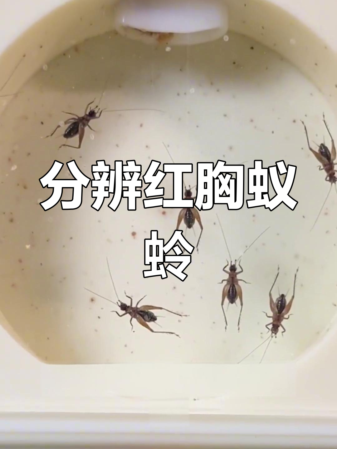 红胸蚁蛉与墨蛉如何区分?叫声和特征全解析