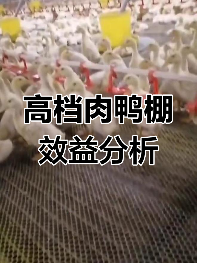 封闭式肉鸭养殖大棚的优势与投资回报