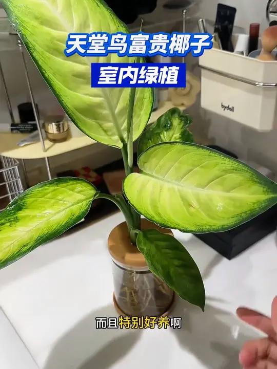 越看越喜欢,放哪儿都贼有氛围感的桌面绿植 忍不住再给你们分享一遍!关键也太划算了吧 爱生活